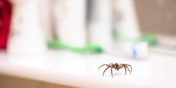 Prevent spiders in bathroom with natural remedies and traps