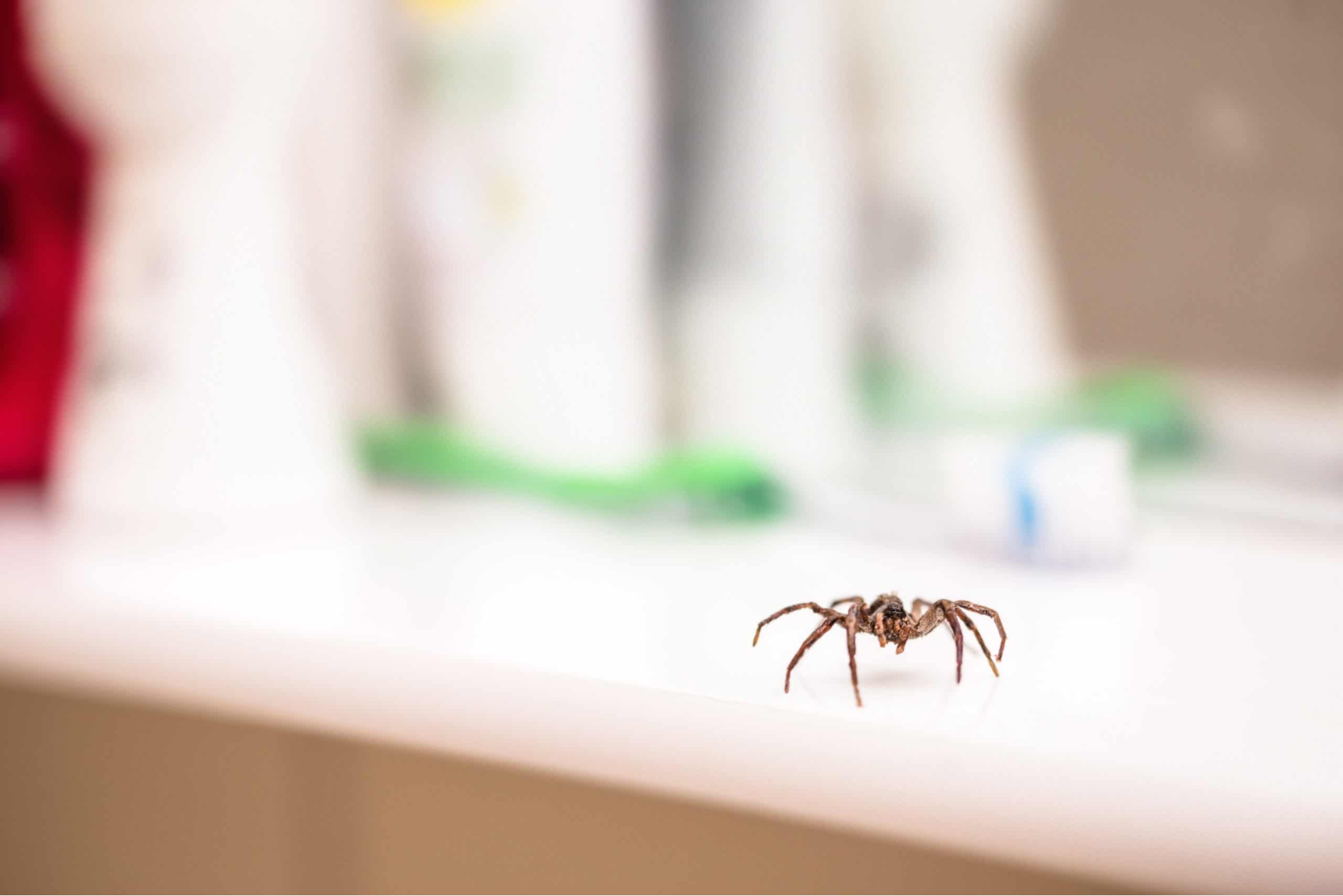 Prevent spiders in bathroom with natural remedies and traps