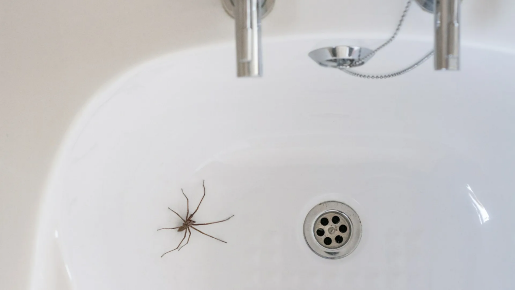 Avoid spiders in bathroom using eco-friendly repellents and methods