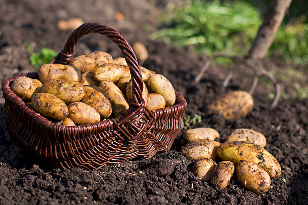 A wicker basket full of freshly harvested potatoes sits on soil next to a garden fork.