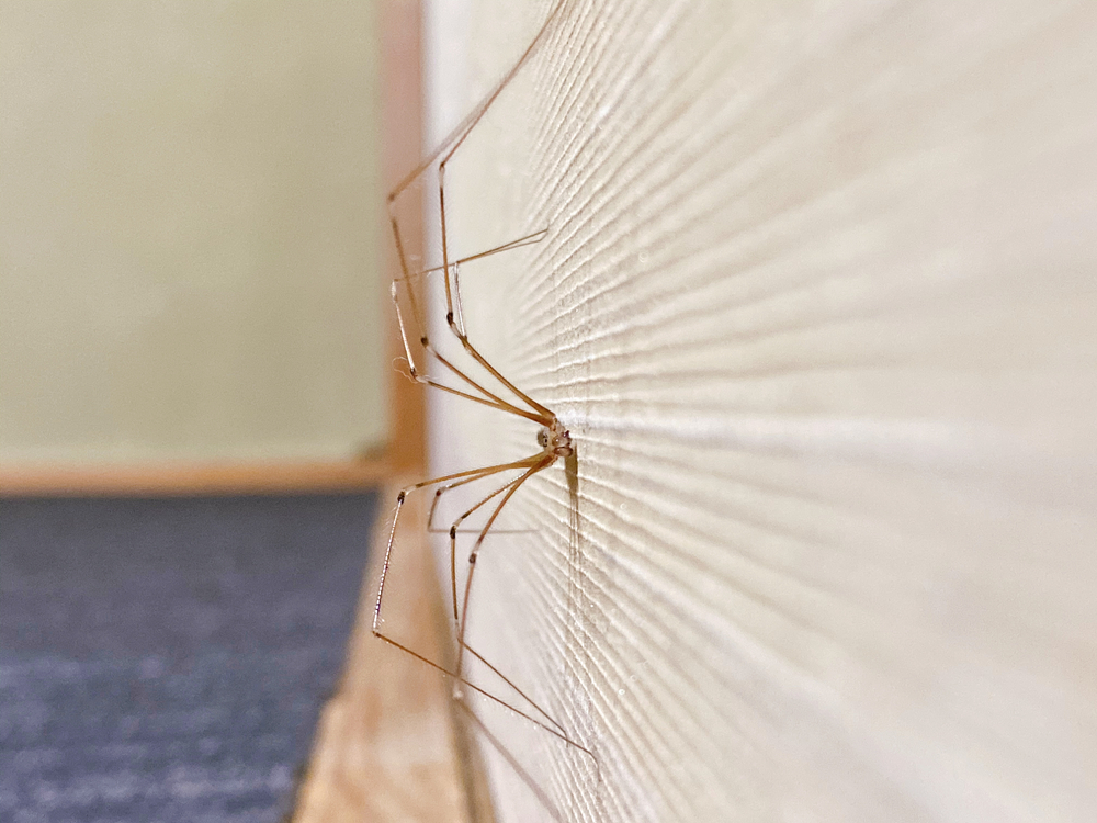 Prevent bathroom spider infestation with effective prevention tips