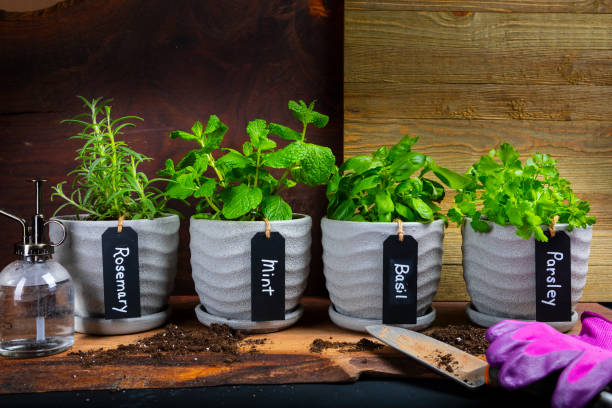 Four potted herbs—rosemary, mint, basil, parsley—each labeled and placed neatly on a wooden surface.