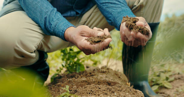 A person examining soil quality with both hands while kneeling in a garden.