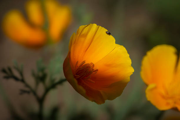 Close-up of vibrant yellow-orange California poppies blooming, illustrating their growth characteristics.