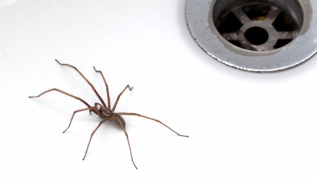 Keep bathroom spider-free with essential oils and DIY solutions